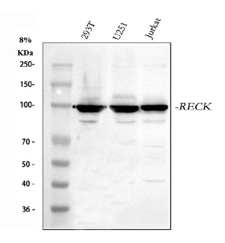 RECK Rabbit Polyclonal Antibody