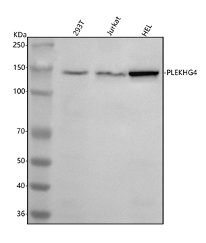 Anti-PLEKHG4 Antibody
