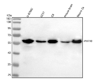 Anti-PHF10 Antibody