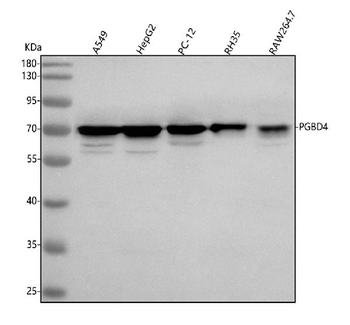 PGBD4 Antibody