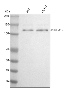 Anti-PCDHA12 Antibody