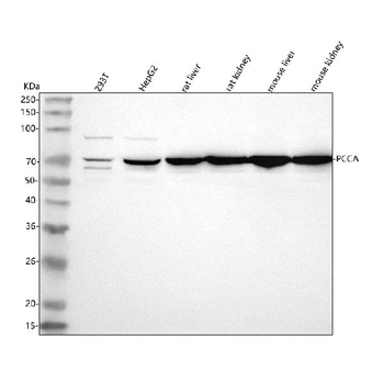 Anti-PCCA Antibody