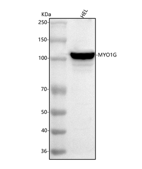 MYO1G Antibody