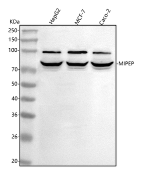 Anti-MIPEP Antibody