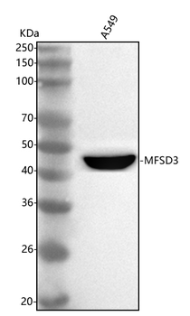 Anti-MFSD3 Antibody