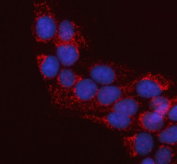 Anti-LRRC34 Antibody