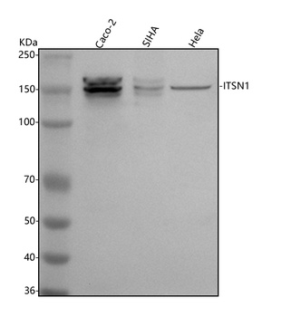 Anti-Intersectin 1/ITSN1 Antibody