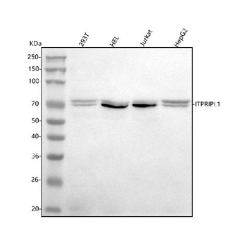 Anti-ITPRIPL1 Antibody