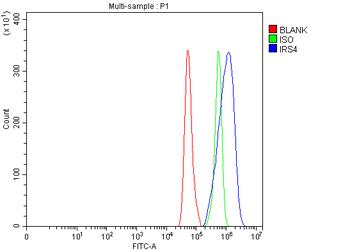 Anti-IRS4 Antibody