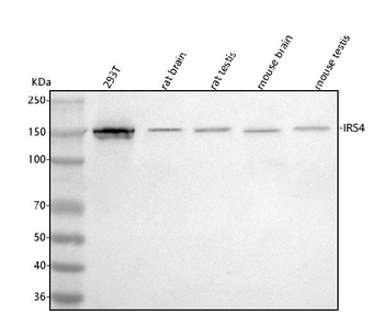 Anti-IRS4 Antibody