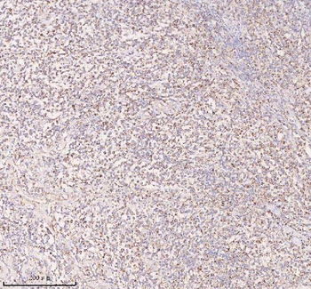 Anti-IRS4 Antibody