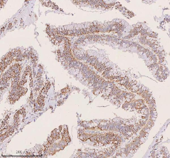 Anti-IRS4 Antibody