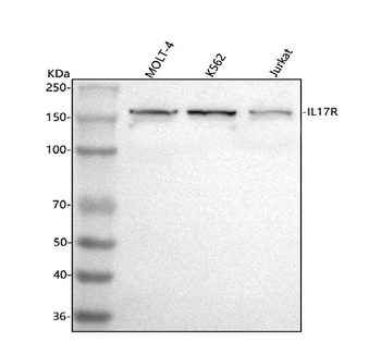 Anti-CD127/IL7R Antibody