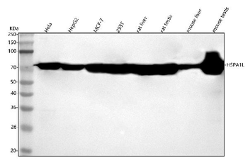 Anti-HSPA1L Antibody