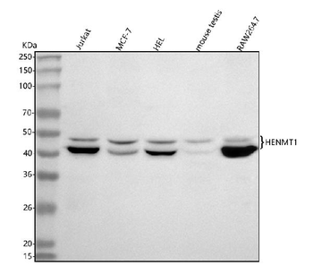 Anti-HENMT1 Antibody