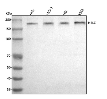 HELZ Antibody