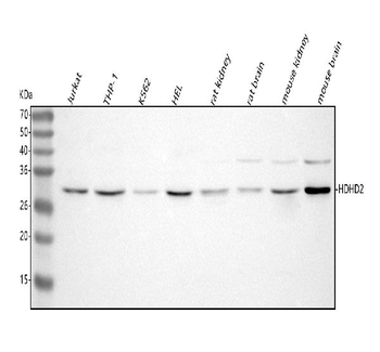 Anti-HDHD2 Antibody