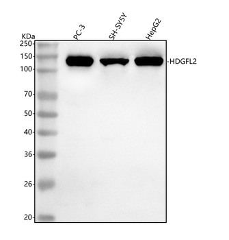 Anti-HDGFL2 Antibody