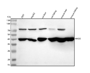 HAO2 Antibody