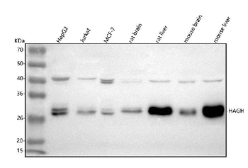 Anti-HAGH Antibody