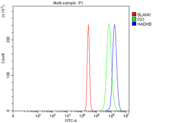 Anti-HADHB Antibody