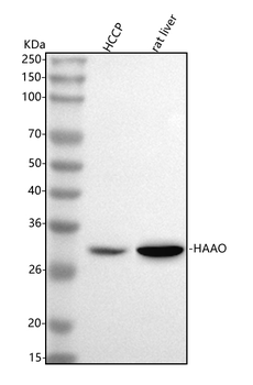 Anti-HAAO Antibody