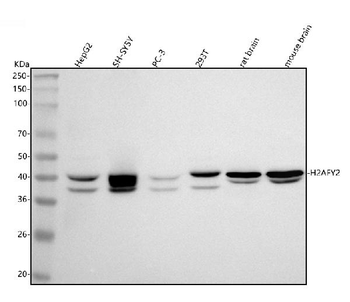 H2AFY2/MACROH2A2 Antibody
