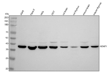 Anti-H2AFY/MACROH2A1 Antibody