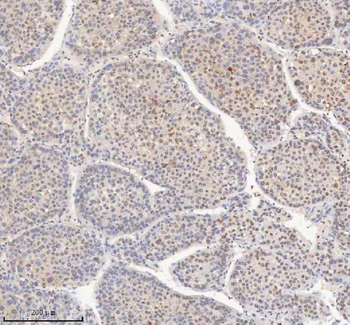 Anti-H2AFY/MACROH2A1 Antibody