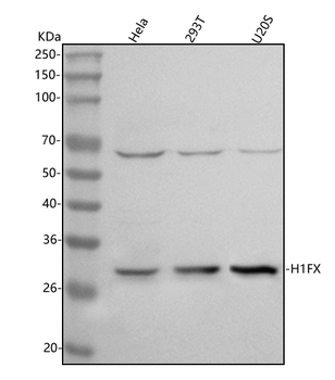 Anti-H1-10 Antibody