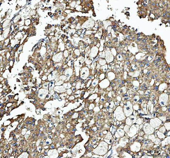 Anti-SEC61G Antibody