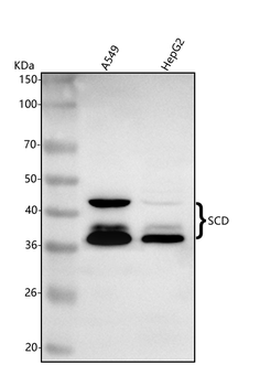 Anti-SCD Antibody
