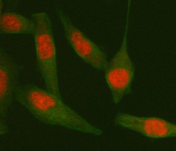 Anti-TDP-43/TARDBP Antibody