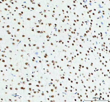 Anti-TDP-43/TARDBP Antibody