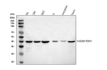 Anti-TDP-43/TARDBP Antibody