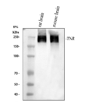 Anti-Tenascin-R TNR Antibody