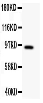 DISC1 Antibody