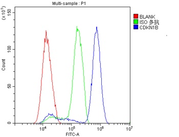 p27 KIP 1/CDKN1B Rabbit Polyclonal Antibody