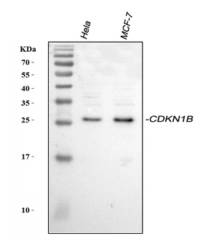 Anti-p27 KIP 1/CDKN1B Antibody