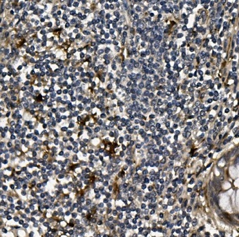 Anti-VEGF/VEGFA Antibody
