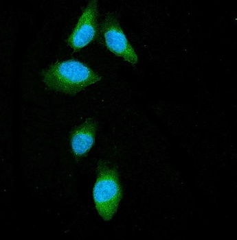 Anti-Beclin 1/BECN1 Antibody