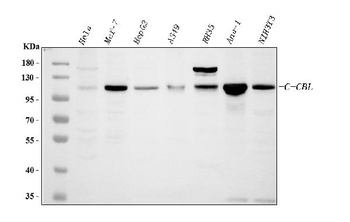 Anti-CBL Antibody