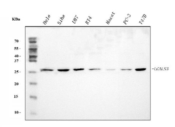 Galectin 3/LGALS3 Antibody