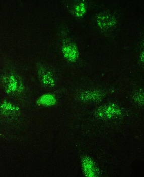 Galectin 3/LGALS3 Antibody