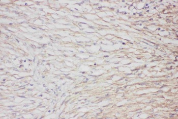 Anti-GFAP Antibody