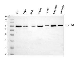 Hsp90 alpha/HSP90AA1 Antibody