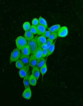 Hsp90 alpha/HSP90AA1 Antibody