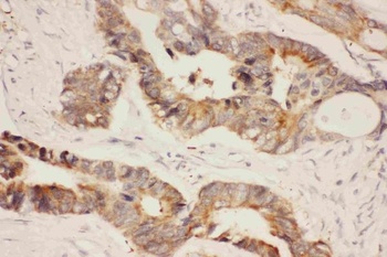 Anti-Hsp90 alpha/HSP90AA1 Antibody