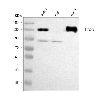 CD31/PECAM1 Antibody