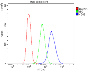 Anti-CD43/SPN Antibody